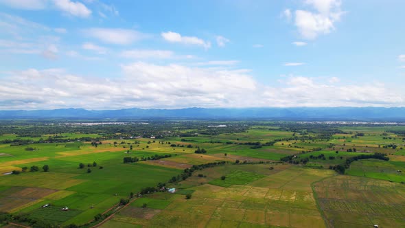 4K, A green rice field waving in the wind, Green rice plants growing. Nature Aerial footage alt