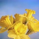 Beautiful Yellow Daffodil Flowers - VideoHive Item for Sale