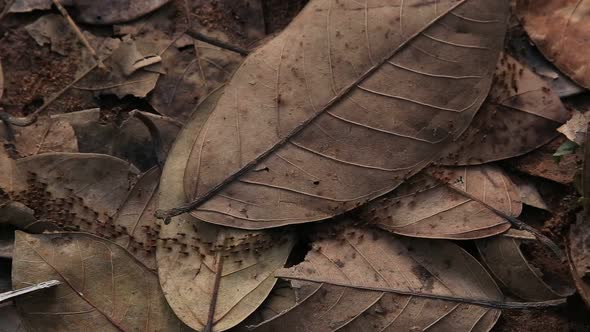 Ants Crossing Dry Leaves