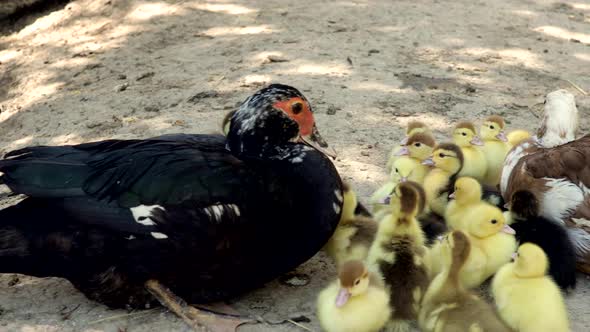 Domestic Duck Family. Stock of Muscovy ducklings with mother alt