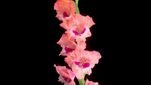 Time lapse of Opening Pink Gladiolus Flower alt