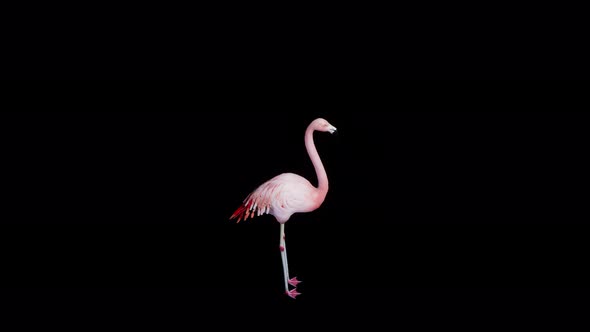 Flamingo Eat 4k alpha loop 2