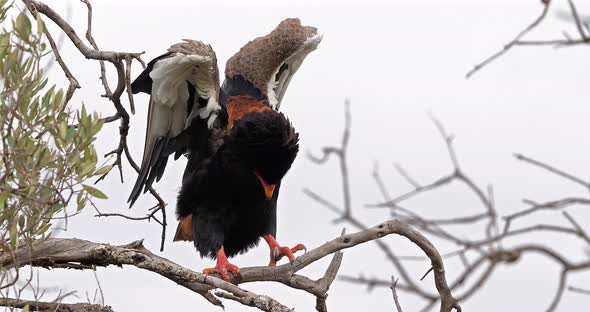 Bateleur Eagle, terathopius ecaudatus, Adult perched on the top of Tree, Masai Mara Park in Kenya alt