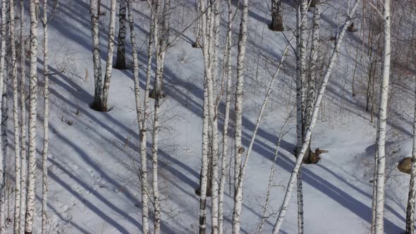 Sunny day in birch grove. Timelapse.