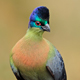 Purple-Crested Turaco Calling