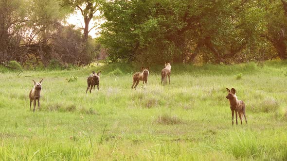 An African Wild Dog pack stand alert in the grasslands of Okavango Delta in Botswana. Wide shot. alt