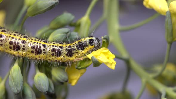 Cabbage butterfly caterpillar on green broccoli with yellow flowers, macro alt