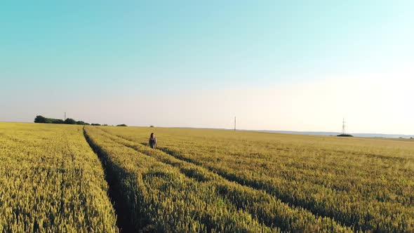 Aerial View Woman Walking on a Field of Golden Wheat at Sunset Facing the Camera. A Woman Smiling alt