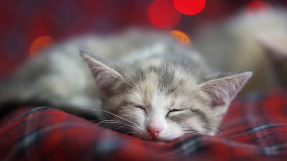 Sleepy Kitten Red Checkered Plaid Colorful Garlands