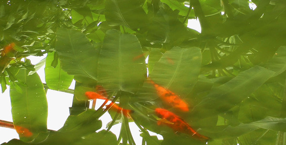 Red Fishes in the Green Lake