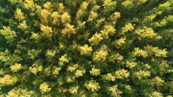 Natural environment - dense green forest of tall slender deciduous trees with yellow tops in autumn alt