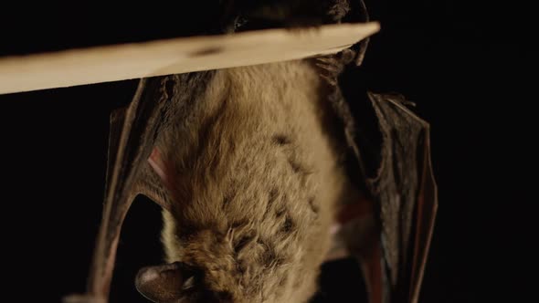 A brown bat isolated on black background alt