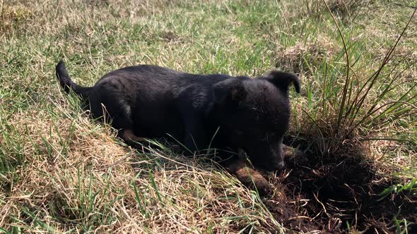 little black dog is digging the ground. puppy looking for a bone in a field