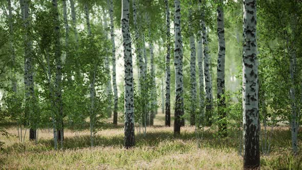 Birch Forest in Sunlight in the Morning alt