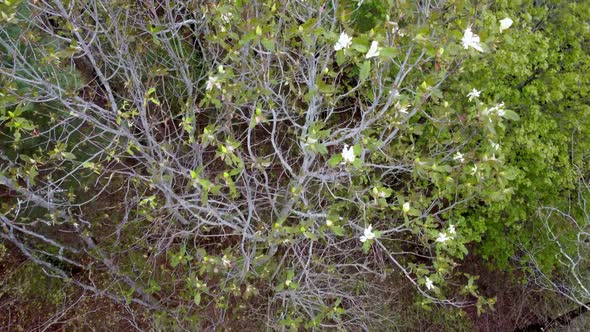 Fraseri Magnolia blooming in spring, Blue Ridge Mountains alt