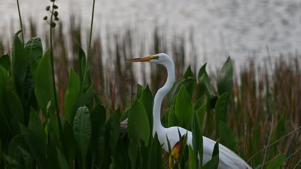 Great White Egret on the hunt for insects, snakes and fish in the swamps of Florida, U.S.A. alt