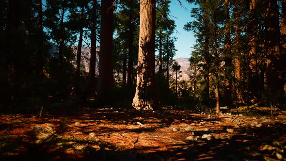 Giant Sequoias Forest of Sequoia National Park in California Mountains alt