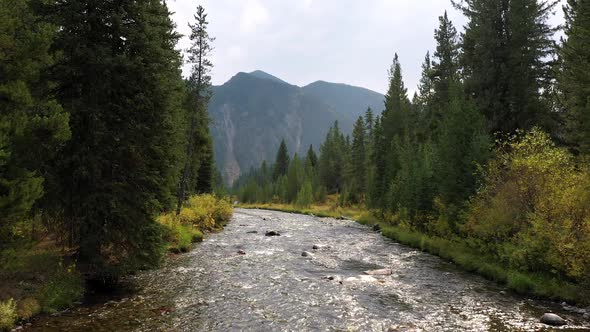 Flying over river in Montana through the pine tress long the banks alt