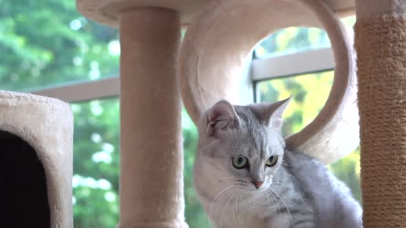 Cute Scottish Cat Playing On Cat Tower alt