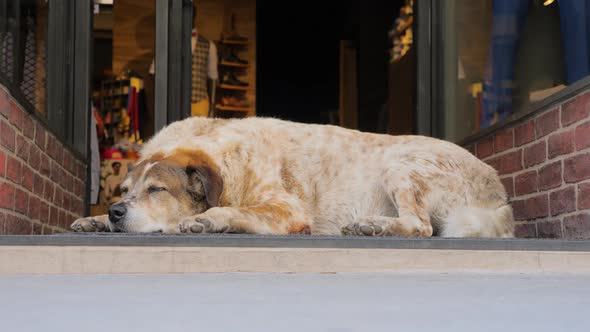 Christmas Shopping Background. Beautiful Dog Sleeping Near Glass Entrance Door. Busy City and Animal