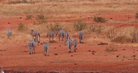 Burchell's Zebra, equus burchelli, Herd walking through Savannah, Tsavo Park in Kenya, Real Time 4K alt