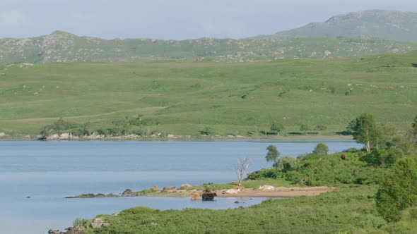 WIDE SHOT- Highland cattle bathing in a loch, a warm sunny day in Scotland alt