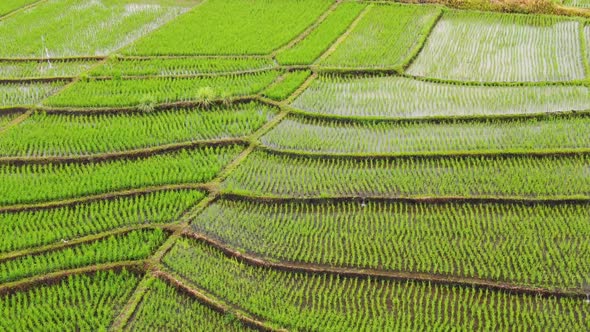 Birds Eye view of rice paddies in Canggu Bali with rice plants in ...