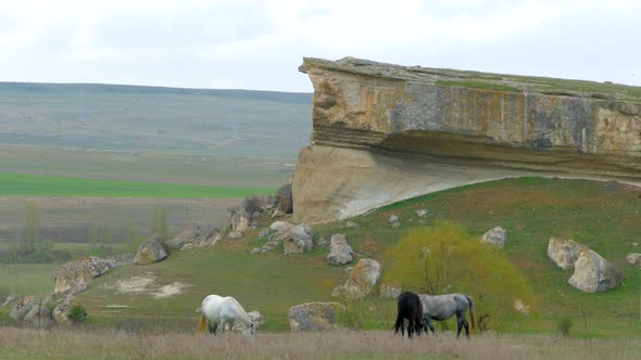 Horses graze on the field under the slopes of the cliff
