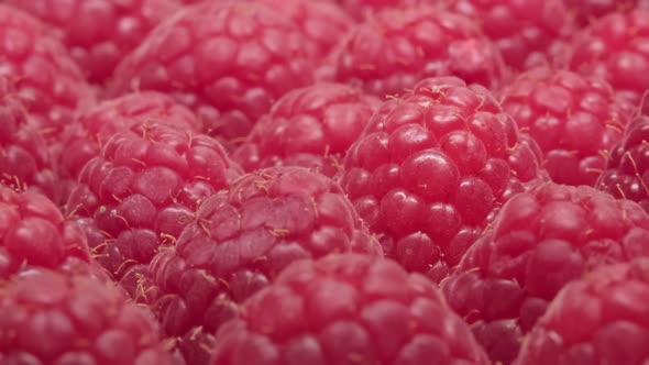 Close-up of ripe scarlet raspberries. motion over red fresh raspberries.