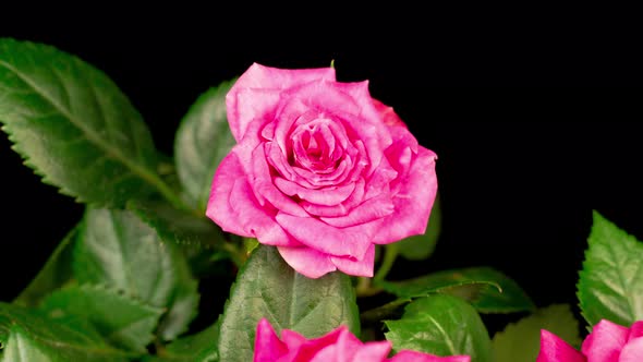 Time Lapse of Opening Pink Rose Flower alt