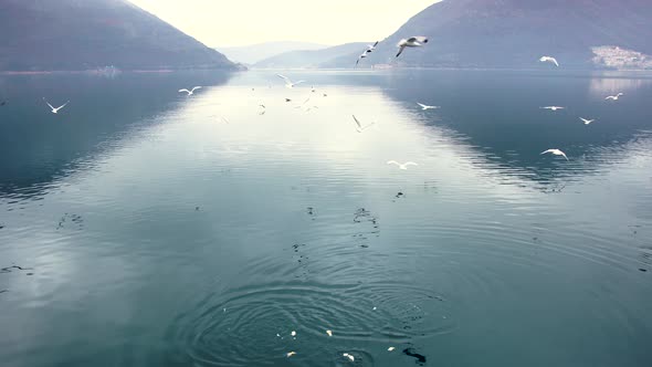 Seagulls Fly Over the Sea Off the Coast of Perast Against the Background of Mountains in the Fog alt