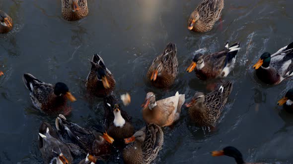 Bird Animal Duck In Lake 8