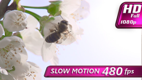 Bee on a Flower Cherry alt