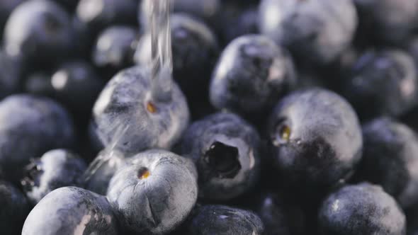 Rinsing Fresh Ripe Blueberries Closeup