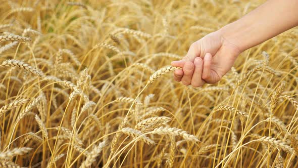 Closeup of Male Hand Touching Ear of Ripe Wheat in Field alt