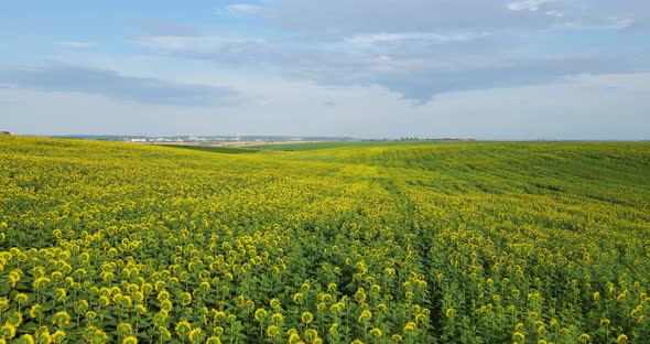 Aerial Shot Over A Sunflower Field