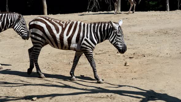 Two zebras walking on dry ground