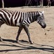 Two zebras walking on dry ground - VideoHive Item for Sale