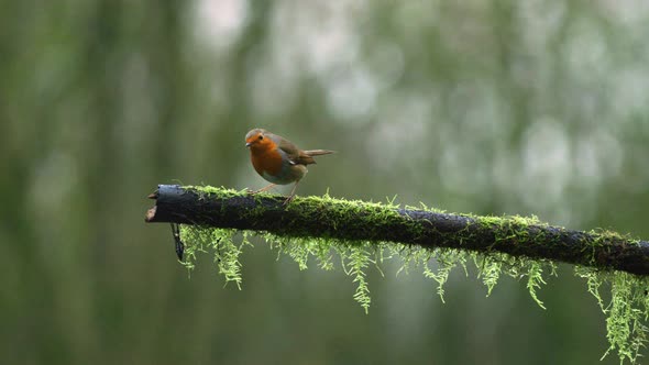 Wide shot of a European Robin on a moss covered branch in the woods, looking around then flying off alt