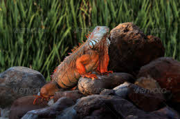 Wild Animals Cold Blooded & Water