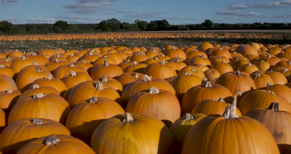 Field Of Pumpkins UK Slow Motion