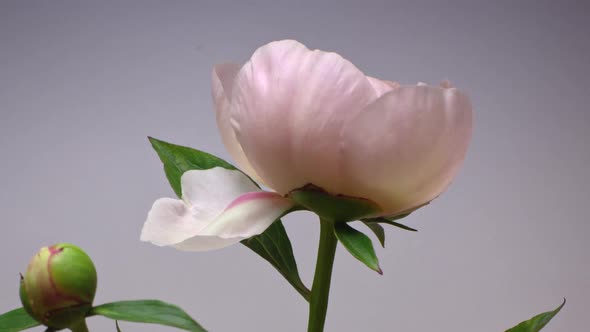 Close Up Time Lapse of Pale Pink Blooming Peony Flowers on Grey Background alt