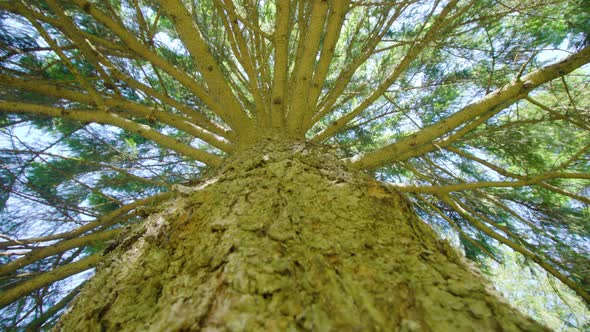 Embossed Bark of Pine Tree Trunk with Thin Branches in Park alt