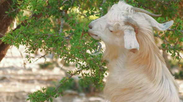 Moroccan goat eats green leaves on the argan tree, Morocco, close up alt