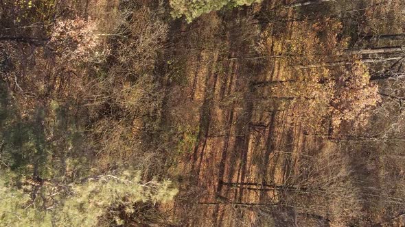 Vertical Video of the Forest on an Autumn Day Slow Motion alt