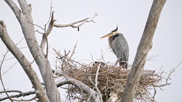 View of nest with Great Blue Herons in the treetops with chicks alt