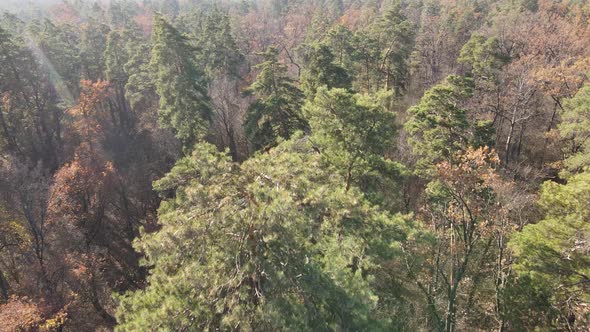 Beautiful Forest with Trees in an Autumn Day alt