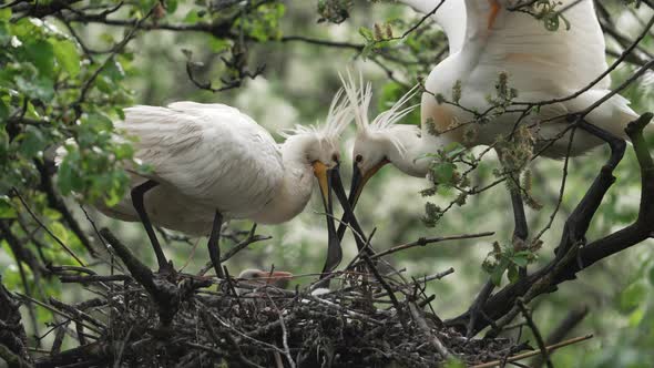 Eurasian Spoonbill nest with parents feeding its young; close-up static alt