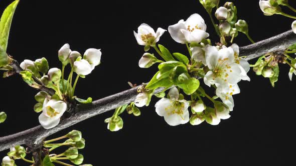 Spring Flowers Opening alt