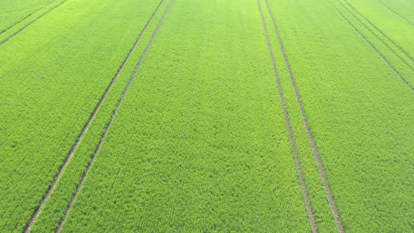 Tractor tire tracks over the young wheat plants 4K drone video alt